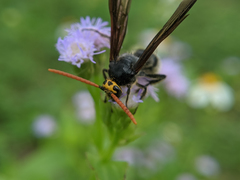 Scolia superciliaris