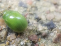 Paropsides calypso