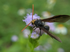 Scolia superciliaris