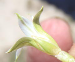 Romulea flava viridiflora
