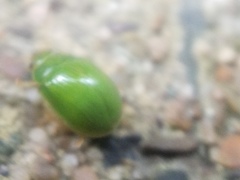 Paropsides calypso