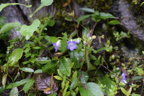 Boea clarkeana