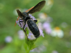 Scolia superciliaris