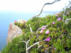Ruschia promontorii