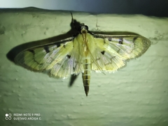Lygropia plumbicostalis