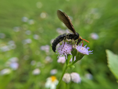Scolia superciliaris