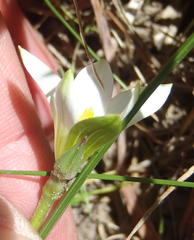 Romulea flava viridiflora