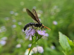 Scolia superciliaris