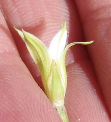 Romulea flava viridiflora