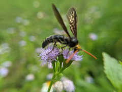 Scolia superciliaris