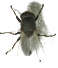 Hecamede granifera