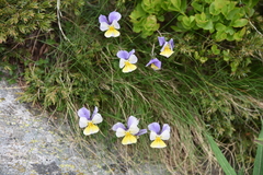 Viola calcarata