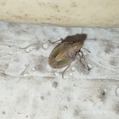 Aeliomorpha