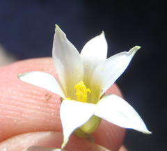 Romulea flava viridiflora