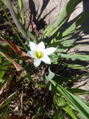 Romulea flava viridiflora