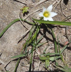 Romulea flava viridiflora