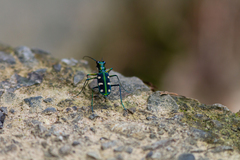Cosmodela batesi