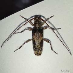Ostedes laosensis