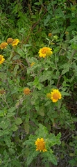 Sidneya pinnatilobata
