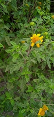 Sidneya pinnatilobata