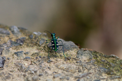 Cosmodela batesi
