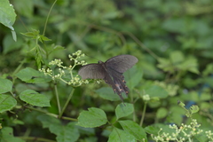 Papilio macilentus