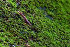 Leptogoniulus sorornus