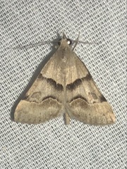 Hemeroplanis incusalis