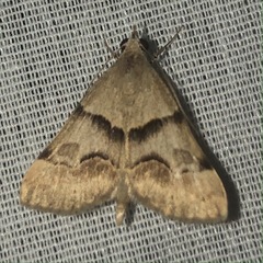 Hemeroplanis incusalis