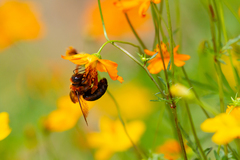 Xylocopa ruficeps