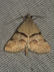 Hemeroplanis incusalis