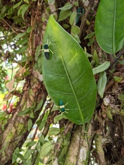 Paryphes