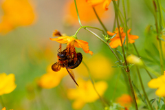 Xylocopa ruficeps