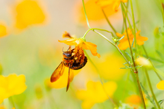 Xylocopa ruficeps