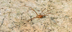 Opiliones