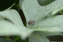 Sternuchopsis waltoni