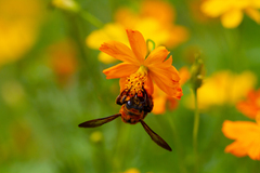 Xylocopa ruficeps