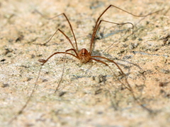 Opiliones