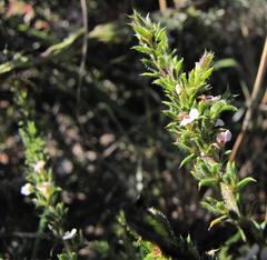 Muraltia arachnoidea