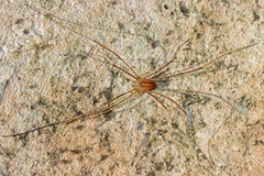 Opiliones