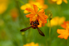 Xylocopa ruficeps