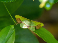 Fascellina plagiata