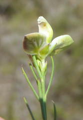 Polygala levynsiana