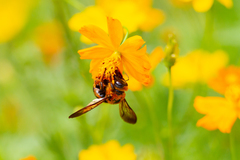 Xylocopa ruficeps