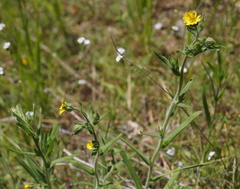 Madia citriodora