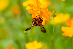 Xylocopa ruficeps