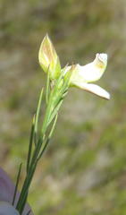 Polygala levynsiana