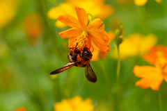 Xylocopa ruficeps