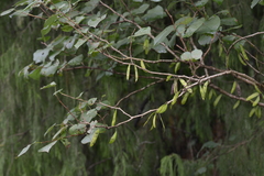 Cercis chinensis
