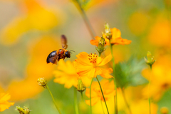Xylocopa ruficeps